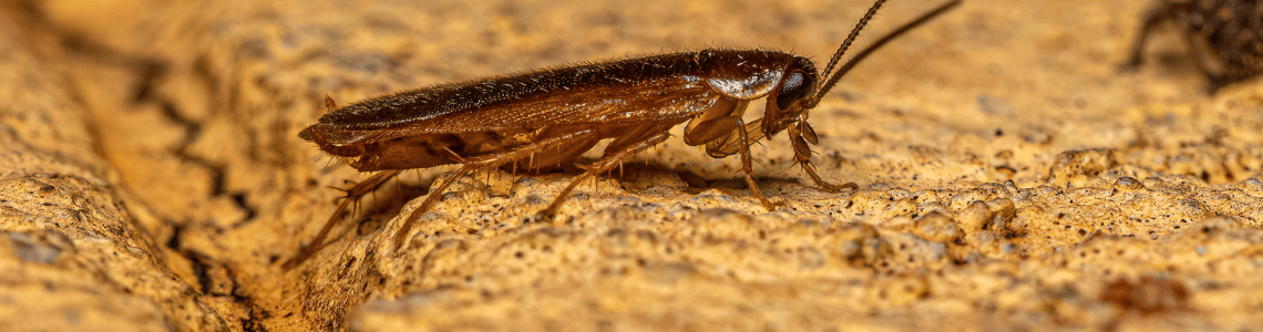 Pragas urbanas: como controlar infestações de baratas?
