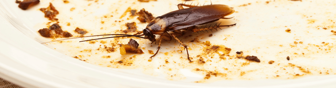 Cozinha Livre de Baratas: 5 Dicas Rápidas e Eficazes